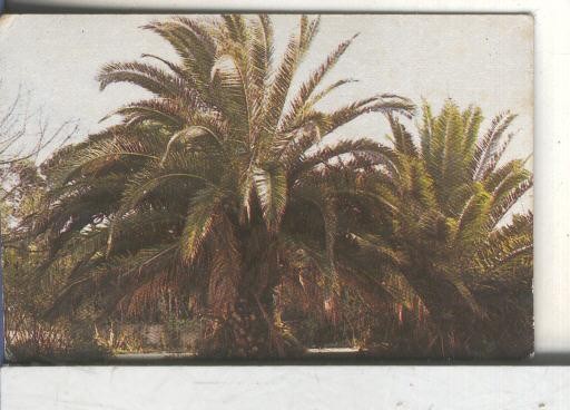 Cromos: Arbres de Barcelona numero 58.A: Palmera de Canaries