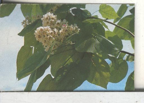 Cromos: Arbres de Barcelona numero 54.B: Catalpa: flors i fulles