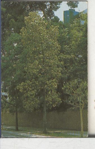 Cromos: Arbres de Barcelona numero 46.A: Braquiquiton