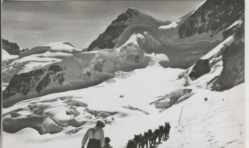 Postal 008876: Jungfraujoch 3454 m, Rottalhorn und Polarhunde