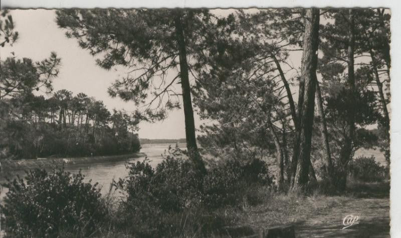 Postal 008879: Hossegor, sous-bois au Bord du Lac