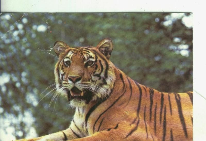 Postal 004370 : Safari parc de Saint-V-Rain: Tigre