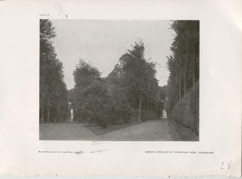Jardines ingleses lamina 24: Beech Avenues at Bramham Park, Yorkshire 