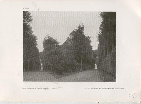 Jardines ingleses lamina 24: Beech Avenues at Bramham Park, Yorkshire 