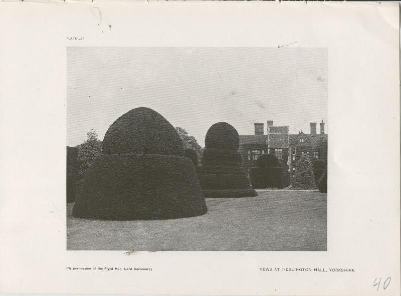 Jardines ingleses lamina 40: Yews at Heslington Hall, Yorkshire