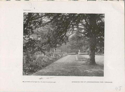 Jardines ingleses lamina 48: Spreading Yew at Londesborough Park, Yorkshire