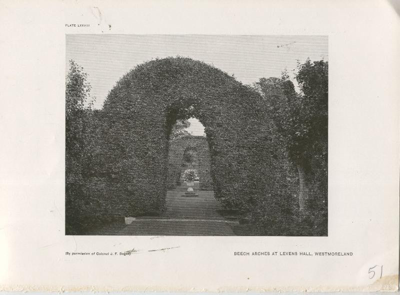 Jardines ingleses lamina 51: Beech Arches at Levens hall, Westmoreland