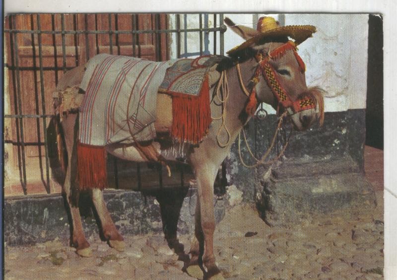Postal 005365 : Tipico burro andaluz