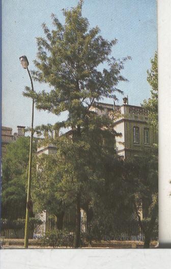 Cromos: Arbres de Barcelona numero 20.A: Grevillea
