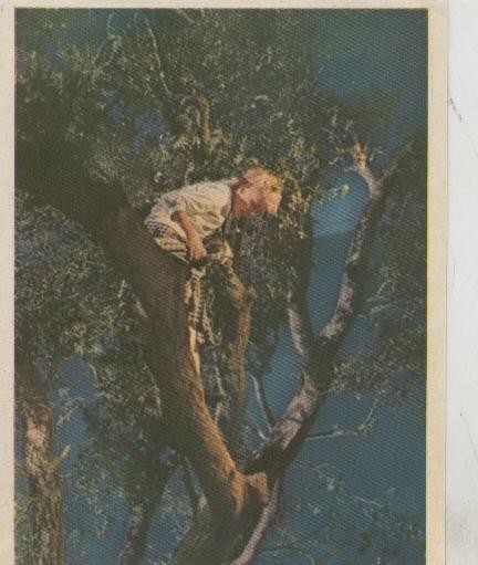 Cromos: Pollyanna numero 180
