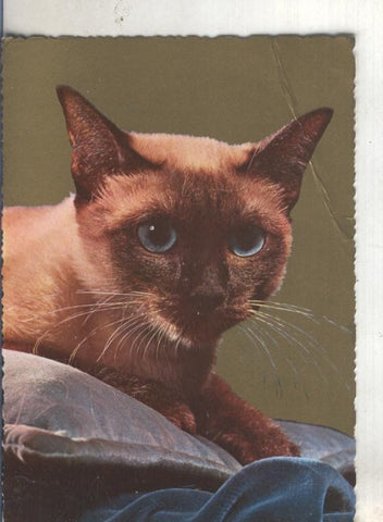 Postal 004815 : Gato, impresa en Italia