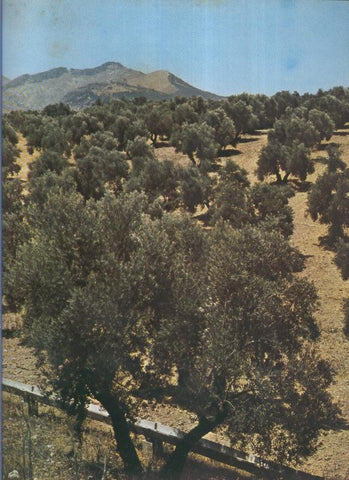 Album Grafico de España lamina 50: Olivares de Jaen