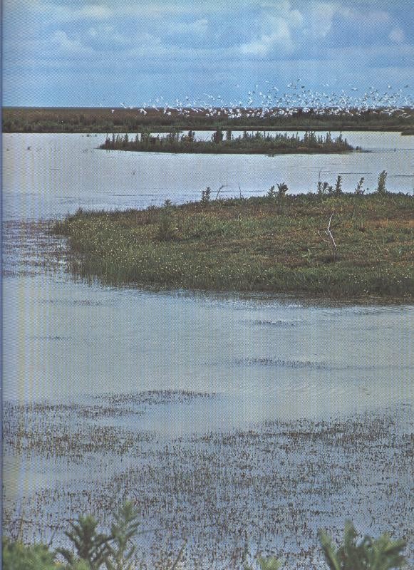 Album Grafico de España lamina 74: Coto Doñana, Huelva