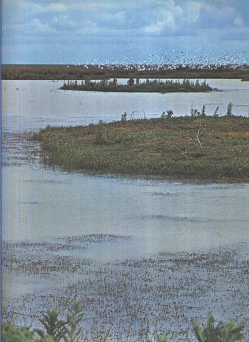 Album Grafico de España lamina 74: Coto Doñana, Huelva