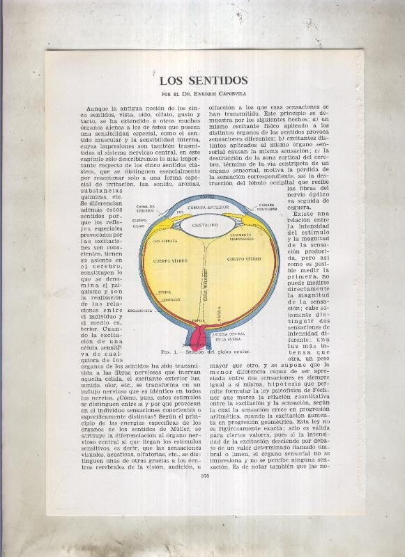 Los sentidos por Dr. Enrique Capdevila