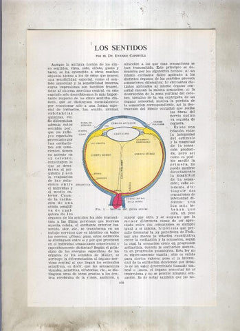 Los sentidos por Dr. Enrique Capdevila