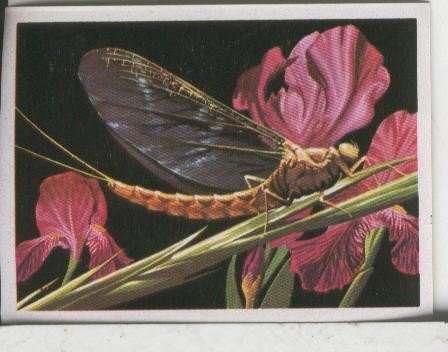 Cromos: El Mas y el Menos numero 111: El insecto de vida mas breve