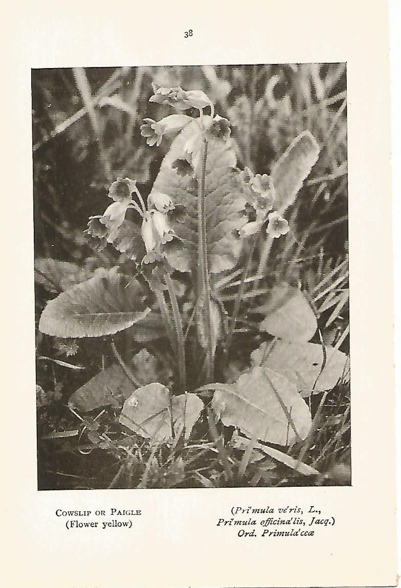 Lamina 975: Primula