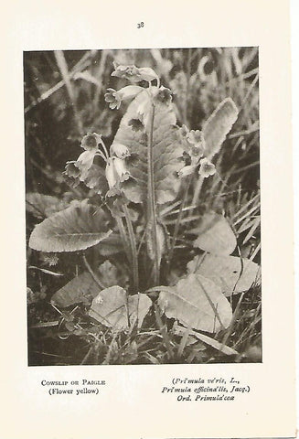 Lamina 975: Primula