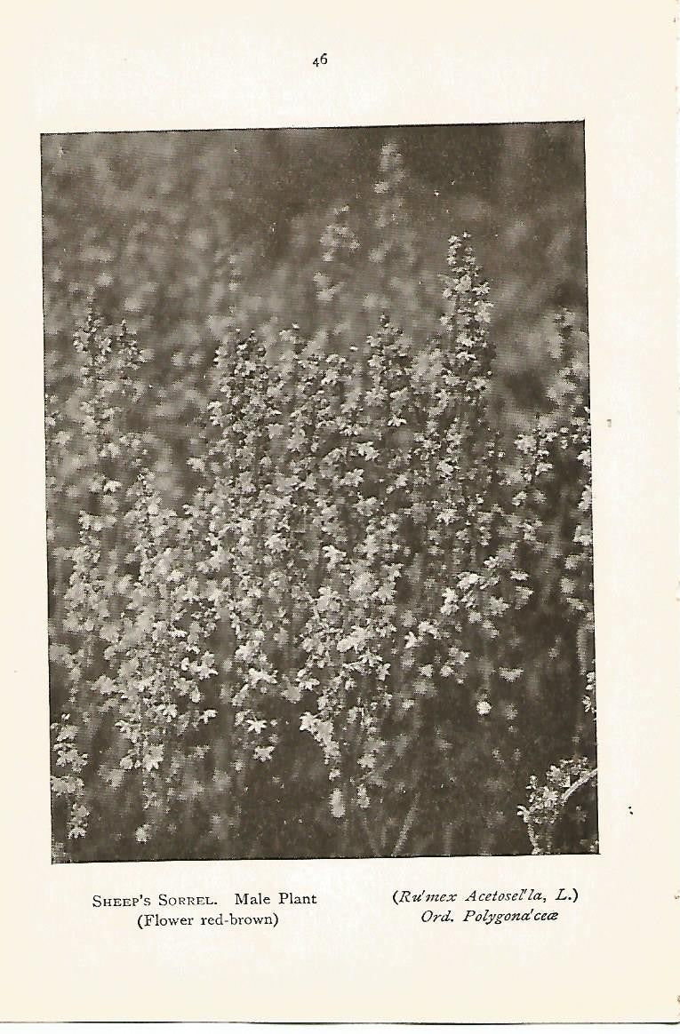 Lamina 979: Acedera
