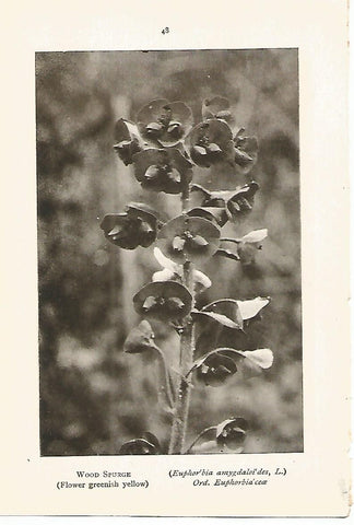 Lamina 980: Euforbio