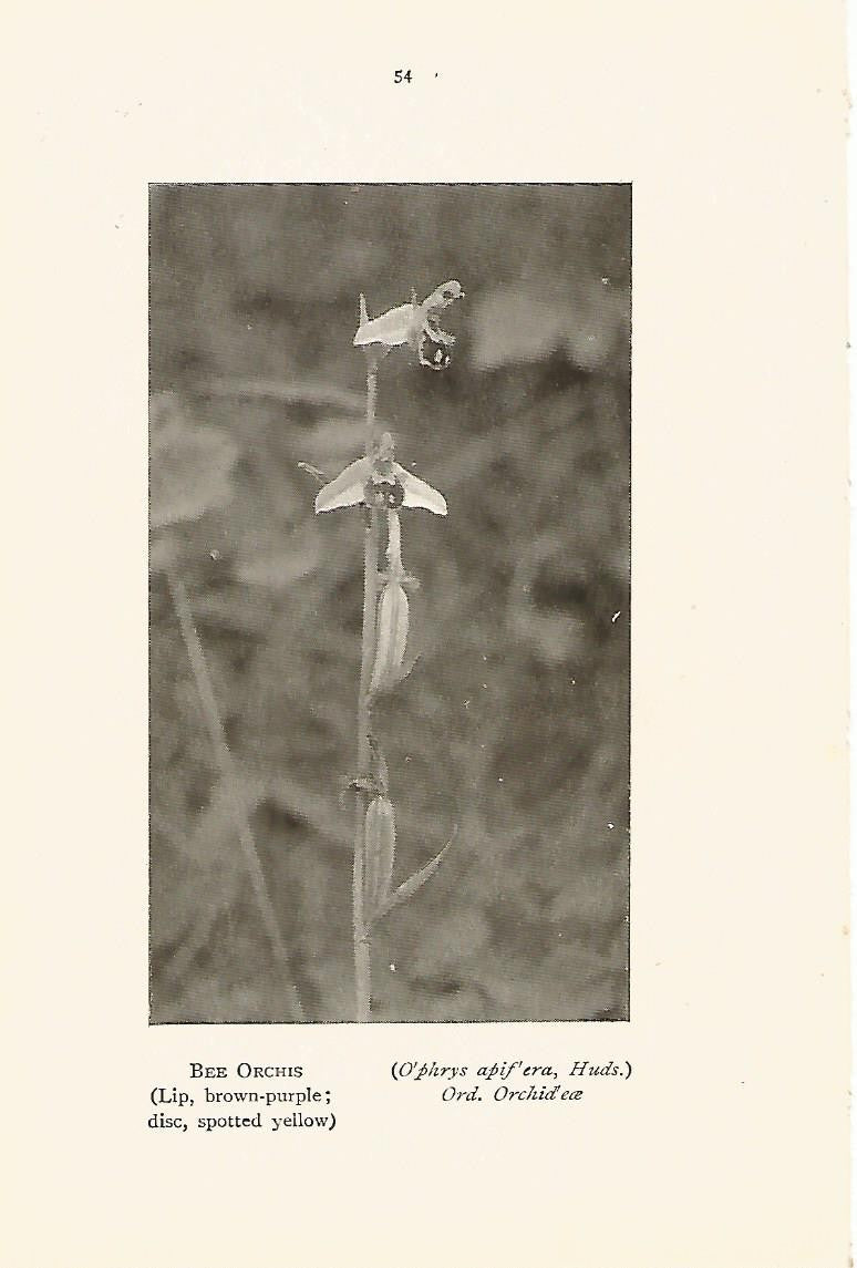 Lamina 983: Orquidea
