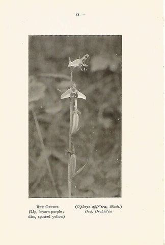 Lamina 983: Orquidea