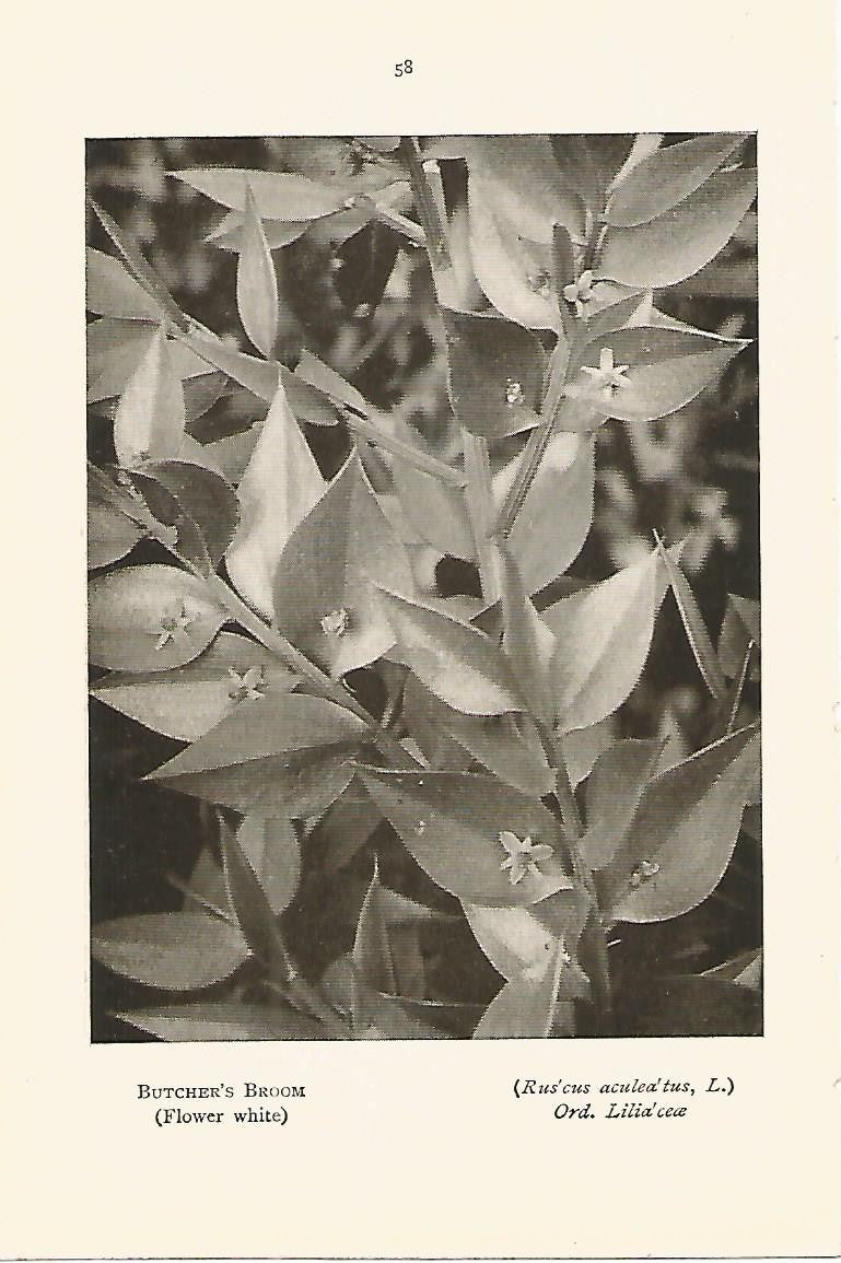 Lamina 985: Ginesta
