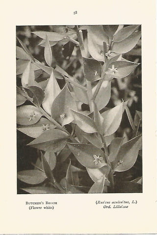 Lamina 985: Ginesta
