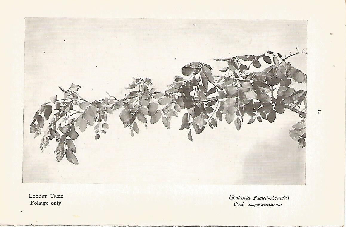 Lamina 994: Acacia