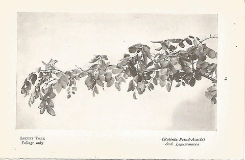 Lamina 994: Acacia