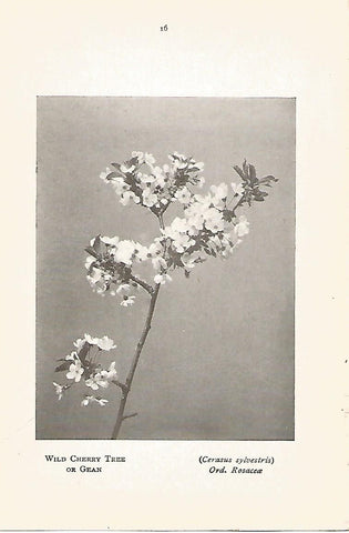 Lamina 995: Cerezo silvestre