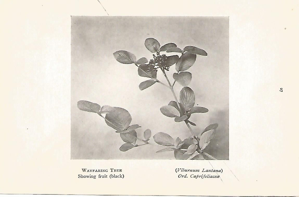 Lamina 1001:  Virburnum Lantana