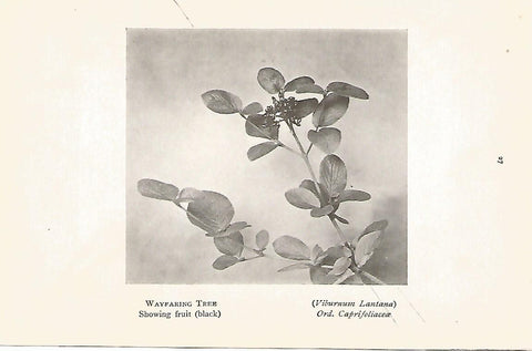 Lamina 1001:  Virburnum Lantana