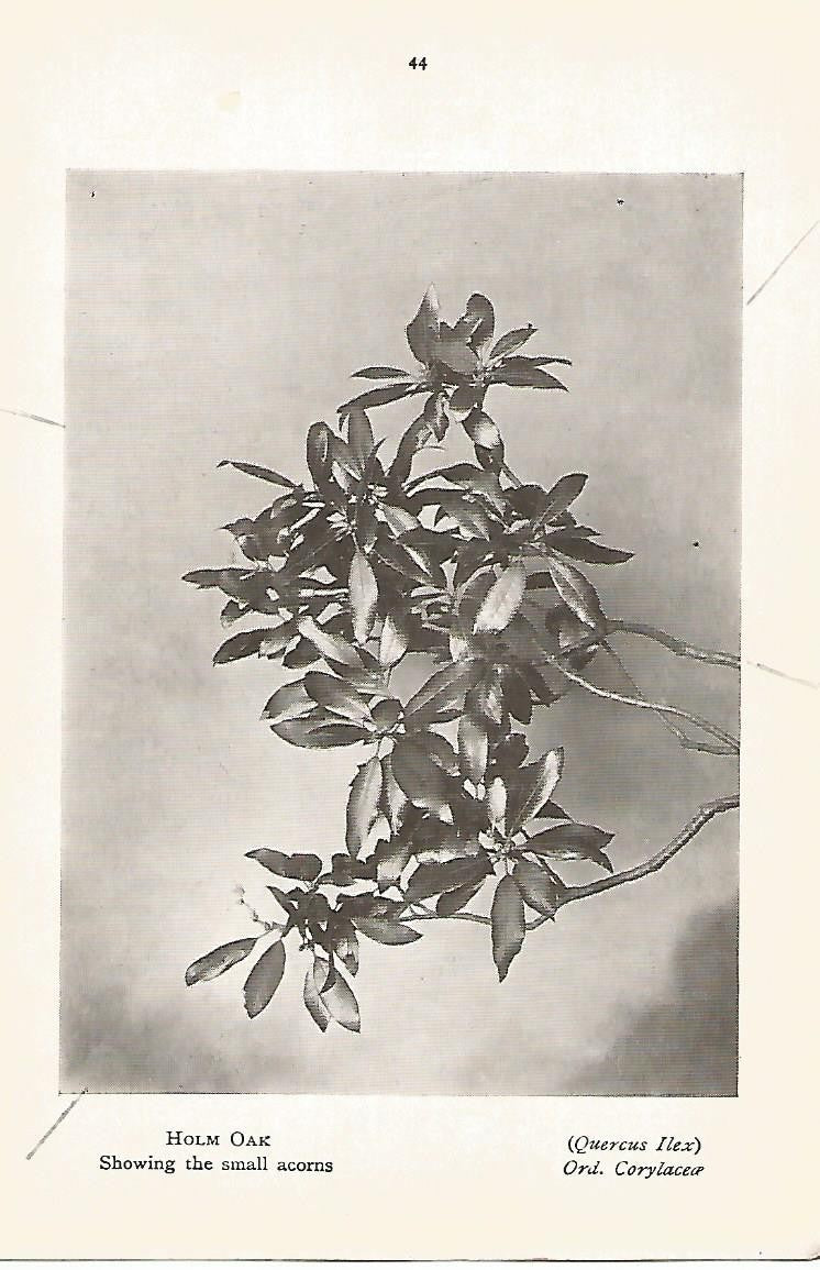 Lamina 1009: Encina