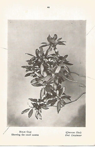 Lamina 1009: Encina