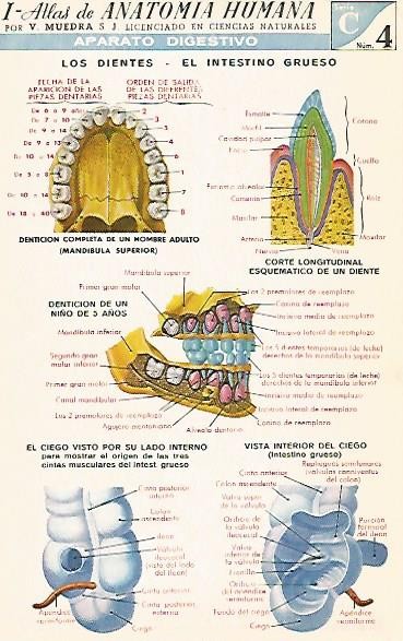 LAMINA 2142: Aparato digestivo: Los dientes. El intestino grueso. Serie C numero 4