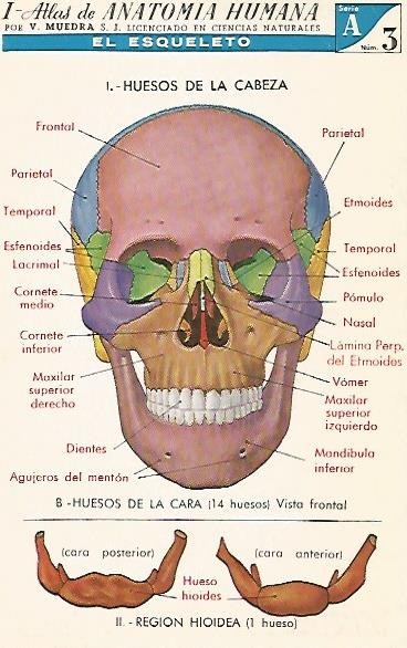 LAMINA 2149: El esqueleto.  Huesos de la cara. Serie A numero 3