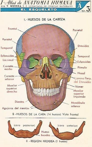 LAMINA 2149: El esqueleto.  Huesos de la cara. Serie A numero 3