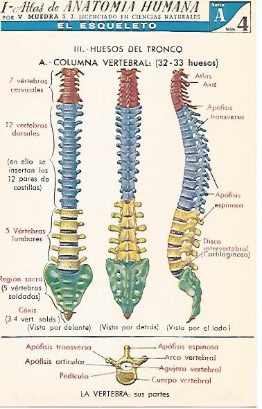 LAMINA 2150: El esqueleto. La columna vertebral. Serie A numero 4
