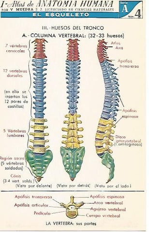 LAMINA 2150: El esqueleto. La columna vertebral. Serie A numero 4