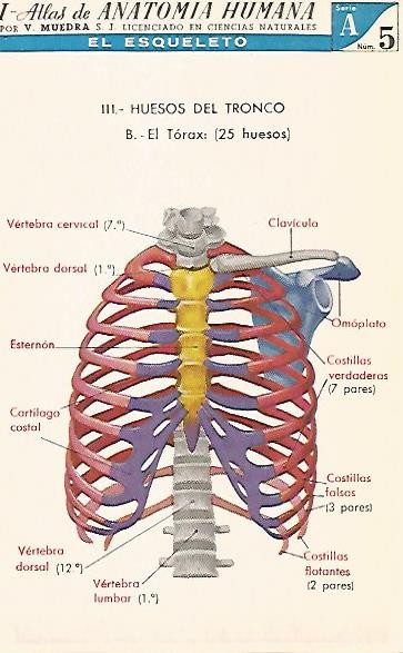 LAMINA 2151: El esqueleto. El torax. Serie A numero 5