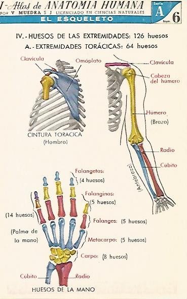 LAMINA 2152: El esqueleto. Extremidades toracicas. Serie A numero 6