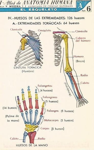 LAMINA 2152: El esqueleto. Extremidades toracicas. Serie A numero 6