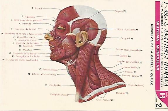 LAMINA 2156: Sistema muscular. Cabeza y cuello. Serie B numero 2