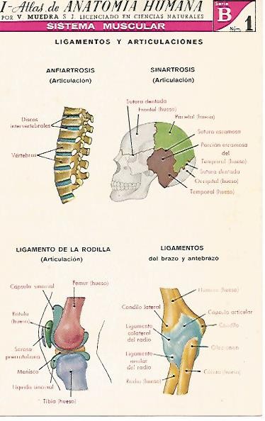 LAMINA 2157: Sistema muscular. Ligamentos y articulaciones. Serie B numero 1