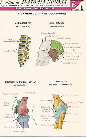 LAMINA 2157: Sistema muscular. Ligamentos y articulaciones. Serie B numero 1