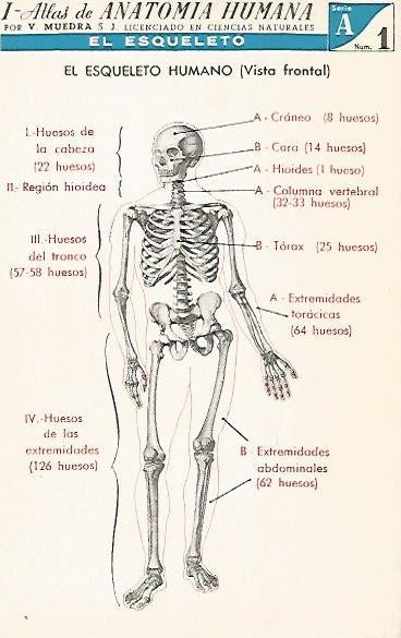 LAMINA 2158: El esqueleto. Vista frontal. Serie A numero 1
