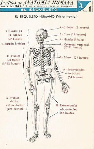 LAMINA 2158: El esqueleto. Vista frontal. Serie A numero 1