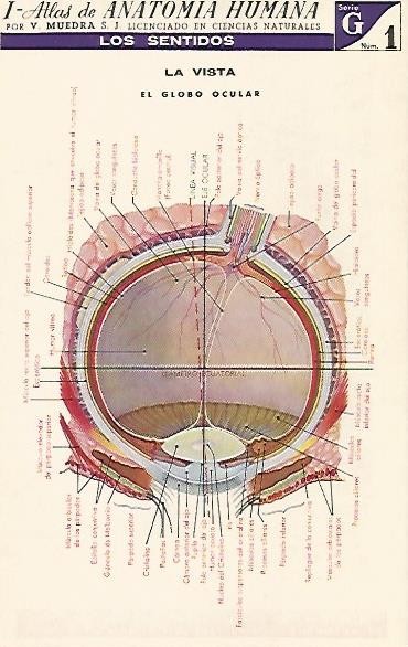 LAMINA 2159: Los sentidos. La vista. Serie G numero 1